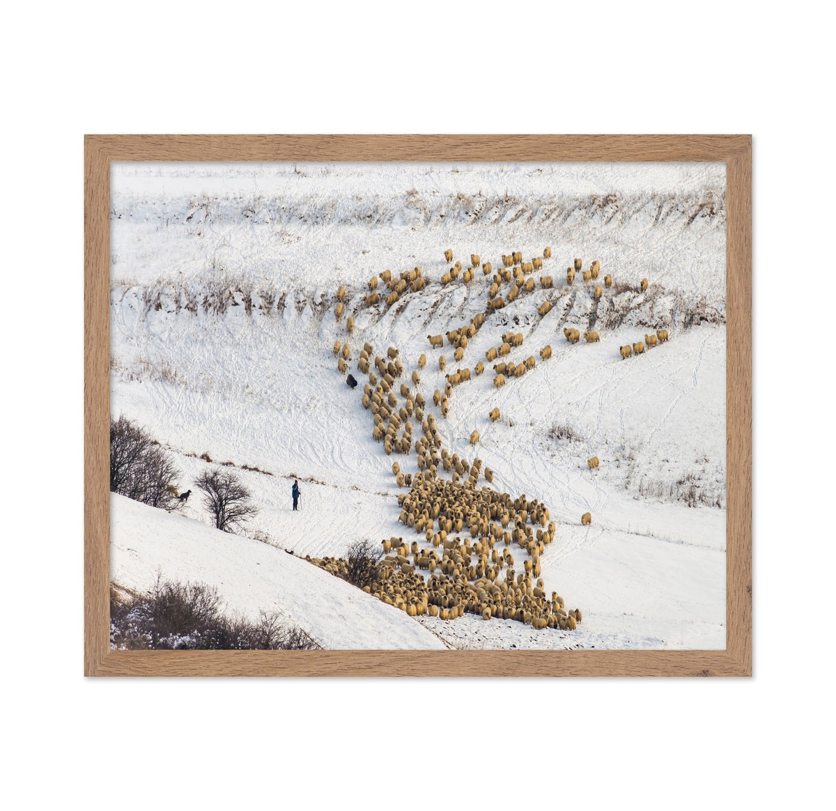 Sheep Crossing Snow Valley