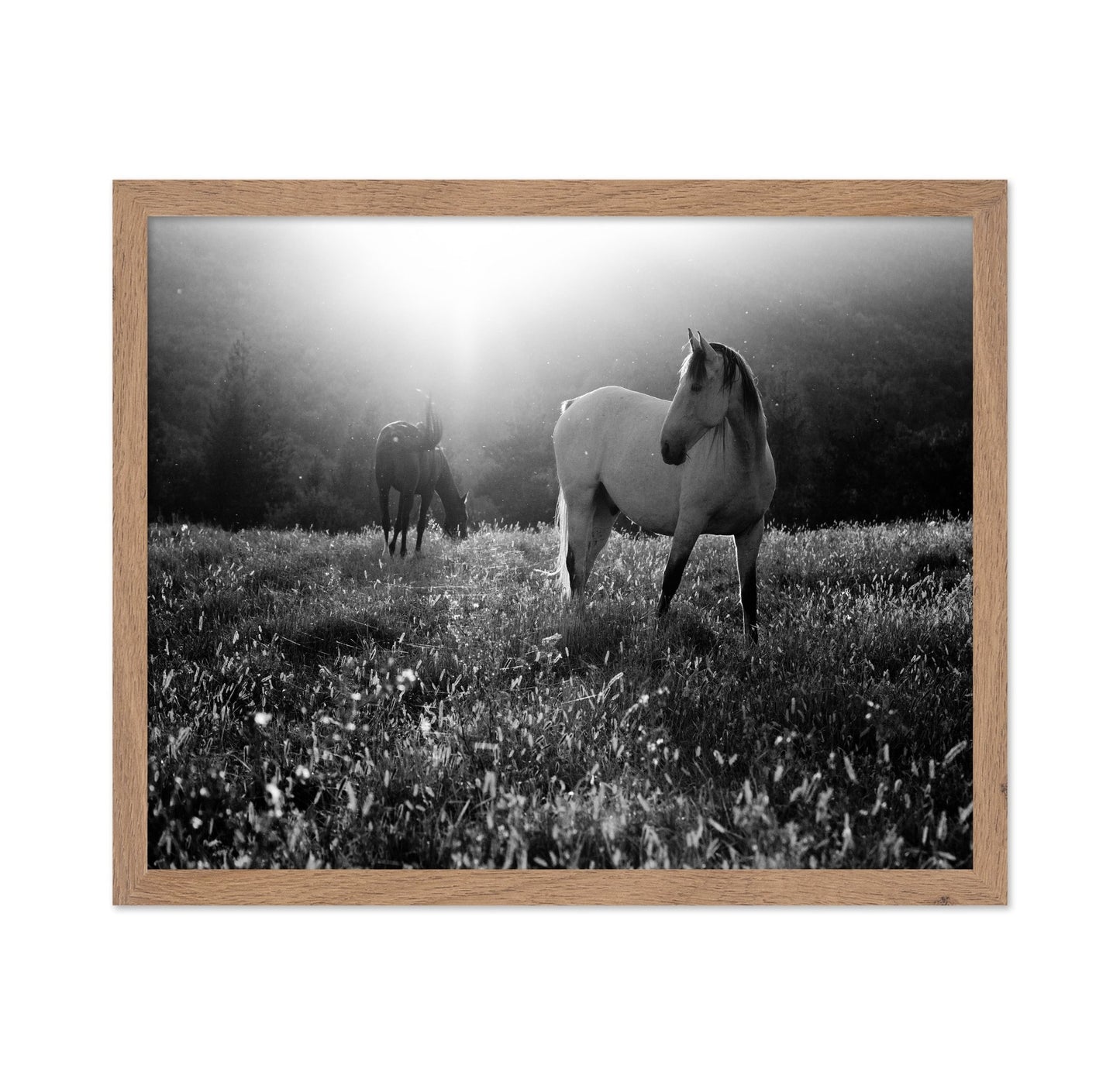 Horses In Morning Light