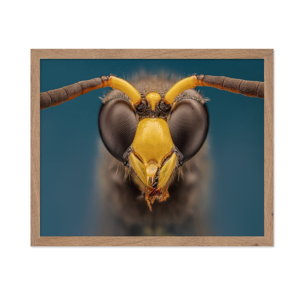 Macro Wasp Portrait
