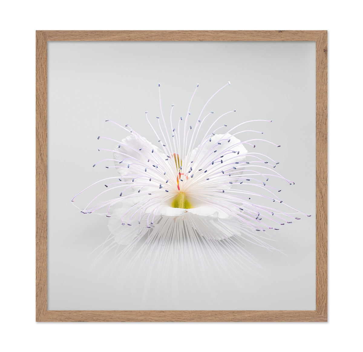 White Macro Flower