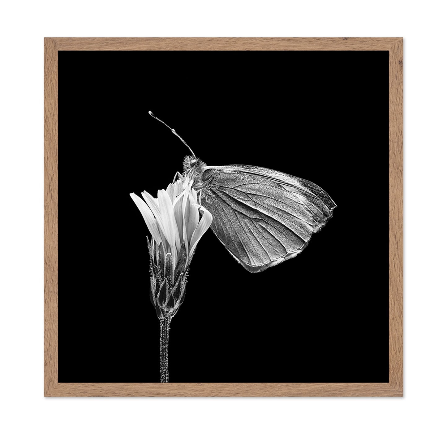Butterfly on Flower