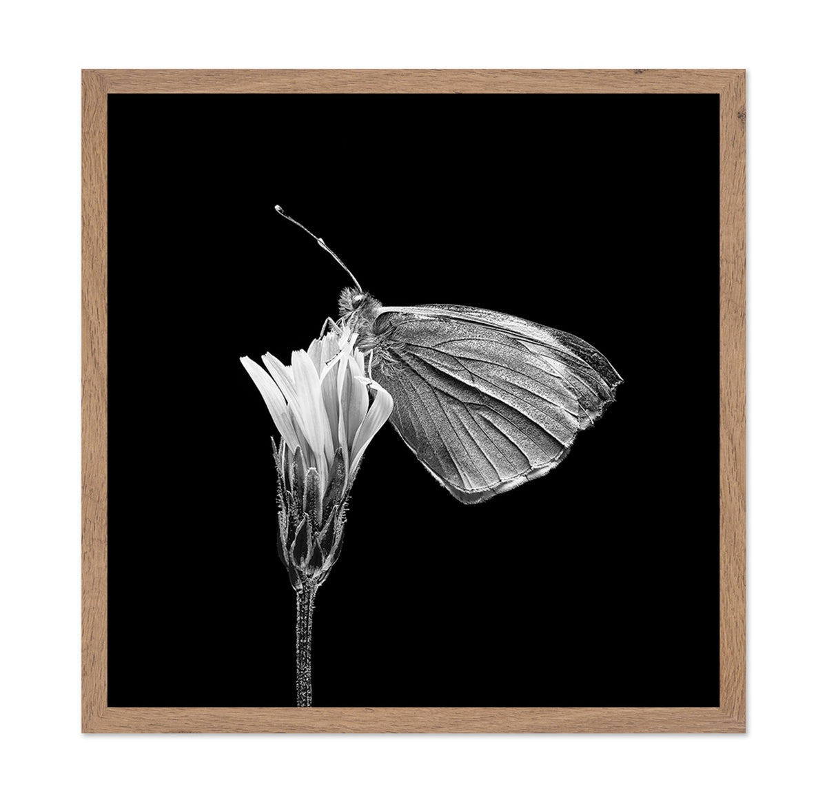 Butterfly on Flower