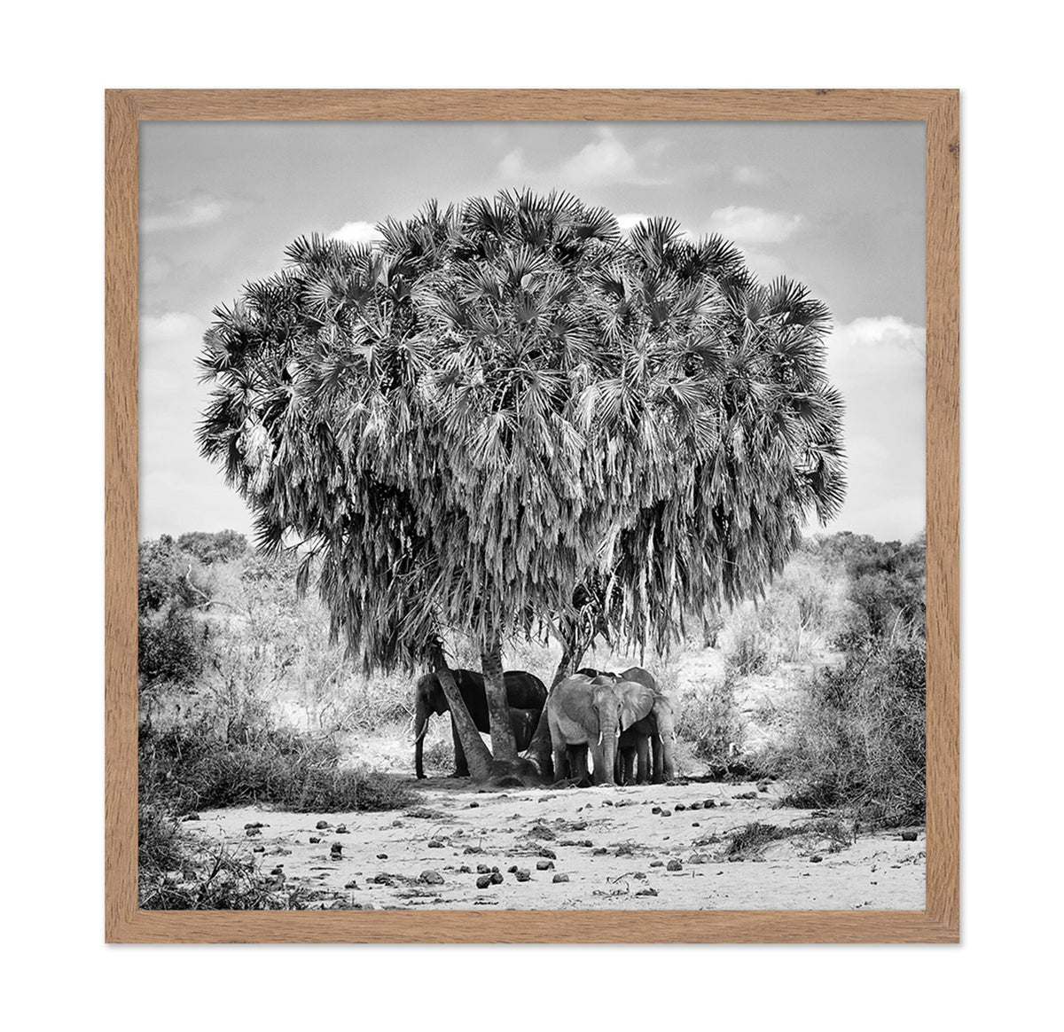 Elephants Under Palm Tree