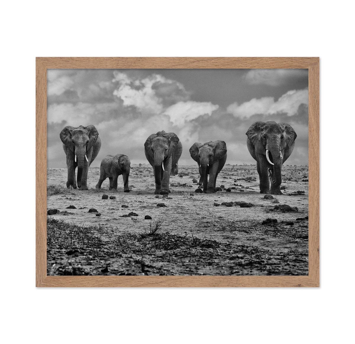 Elephant Herd Walking
