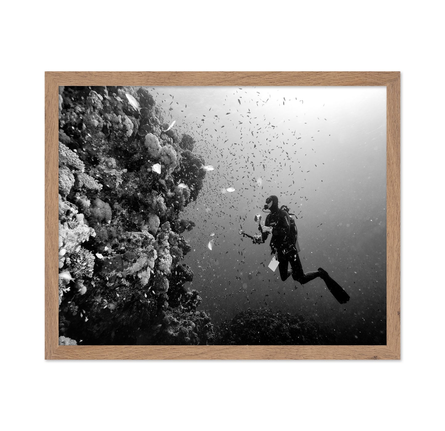 Reef Explorer