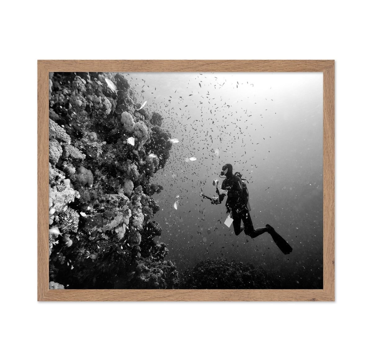 Reef Explorer