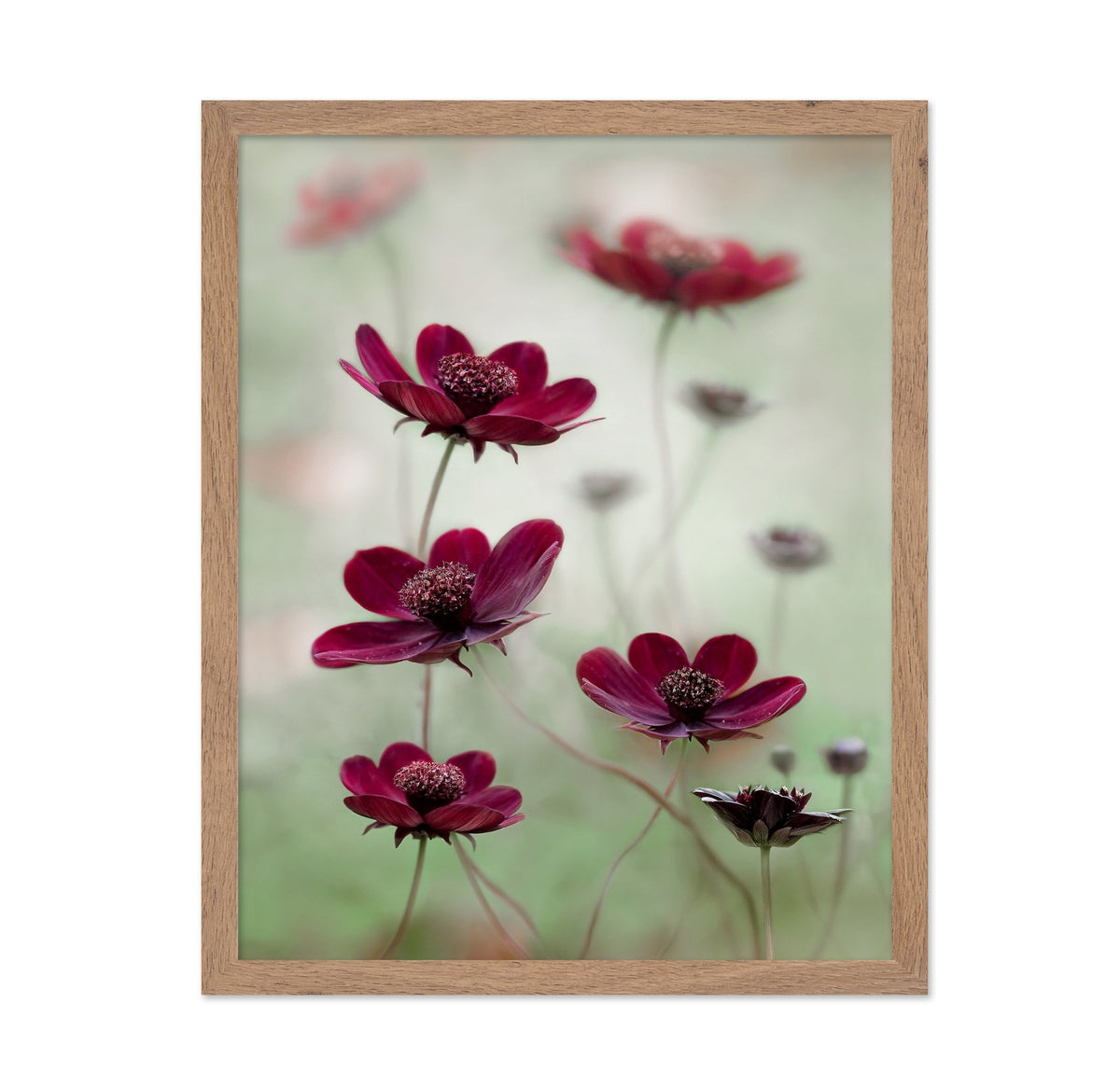 Crimson Cosmos Bloom