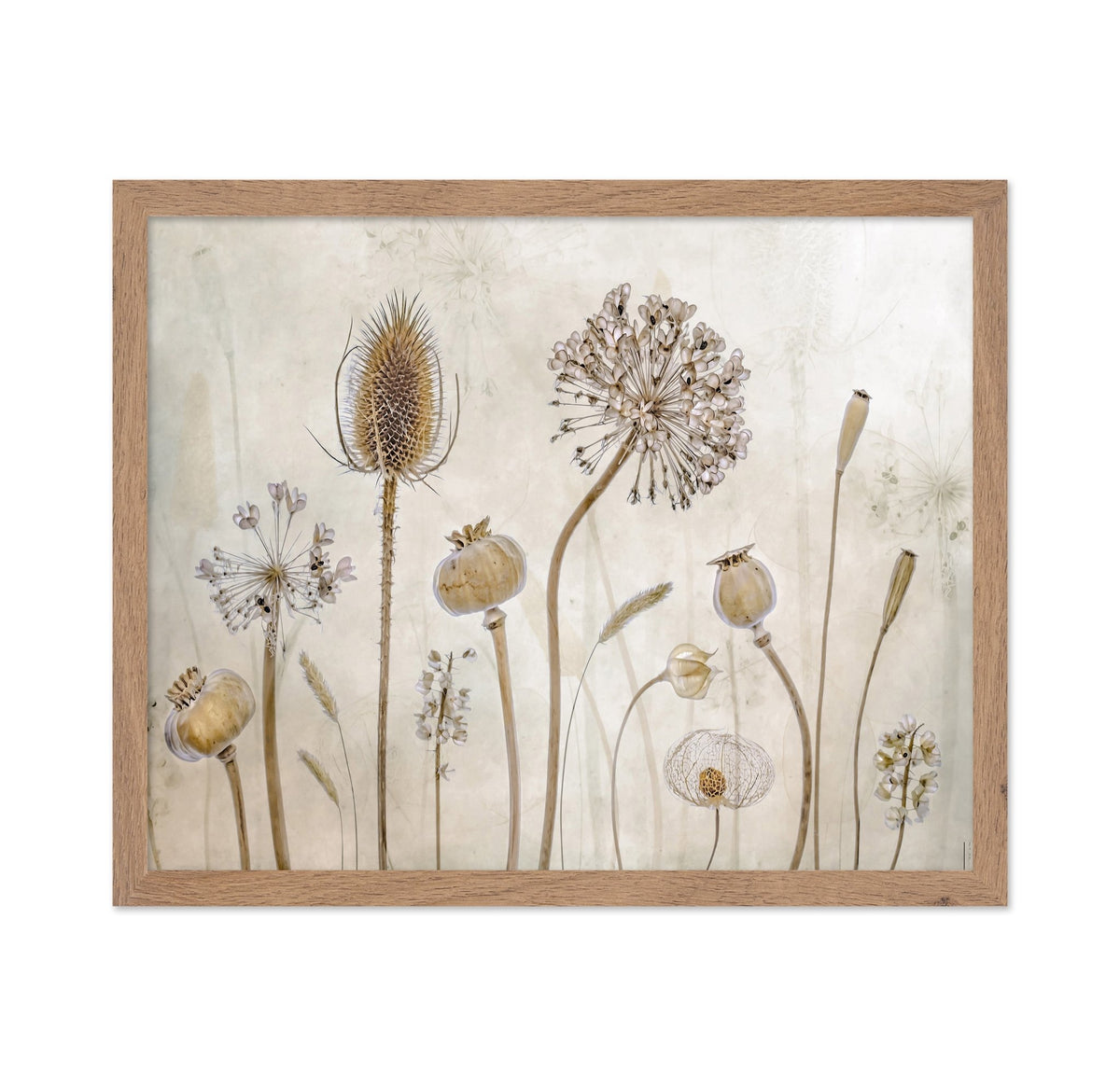 Dried Botanical Study No1