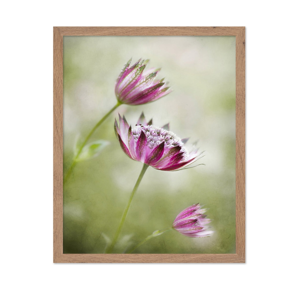 Pink Astrantia Bloom