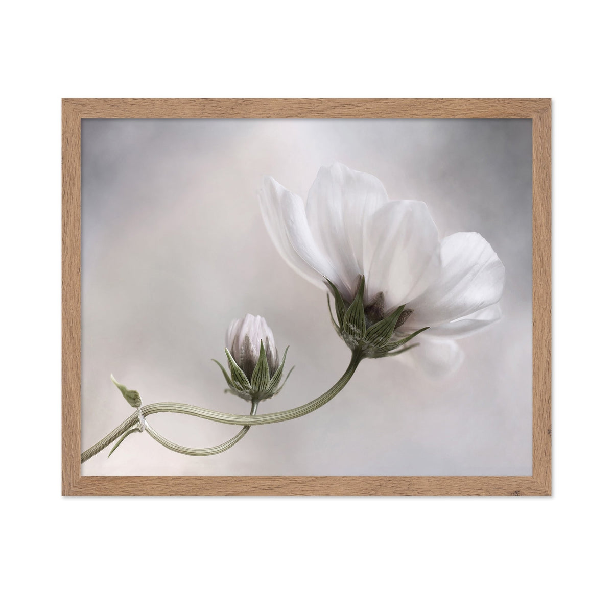 White Cosmos Bloom