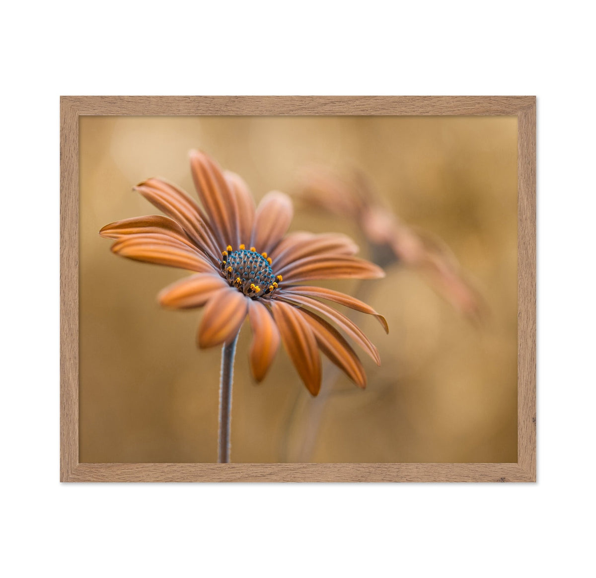 Golden Daisy Bloom