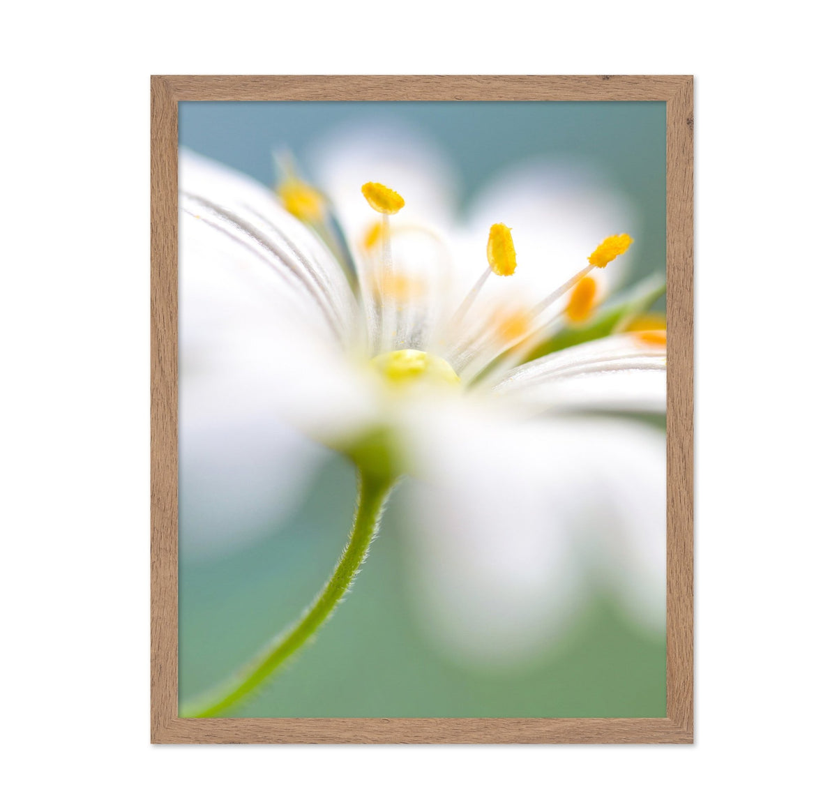 White Stitchwort Macro
