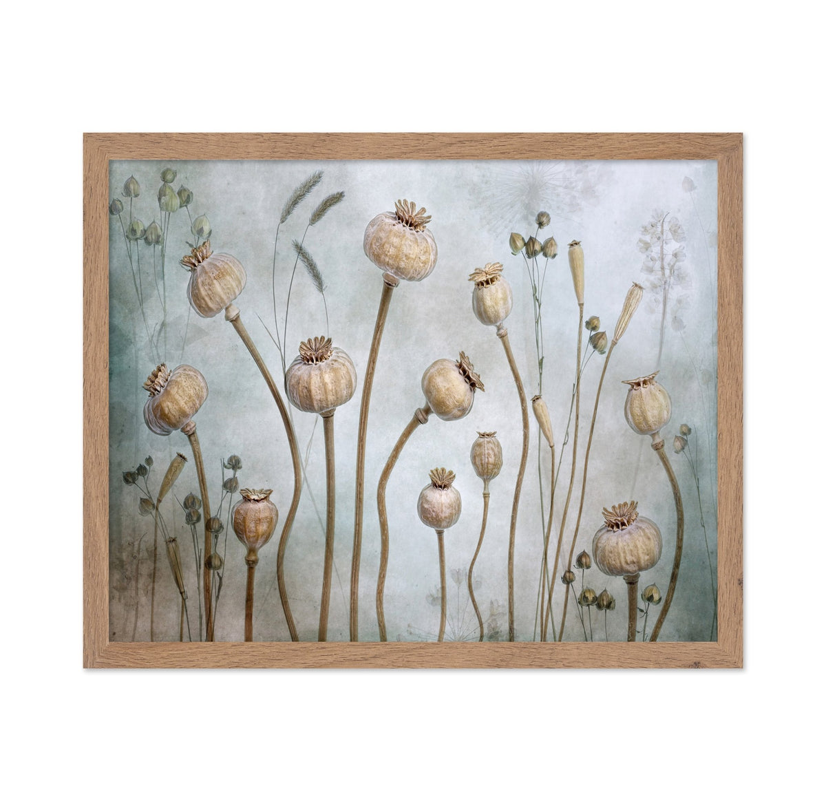 Poppy Seed Pods