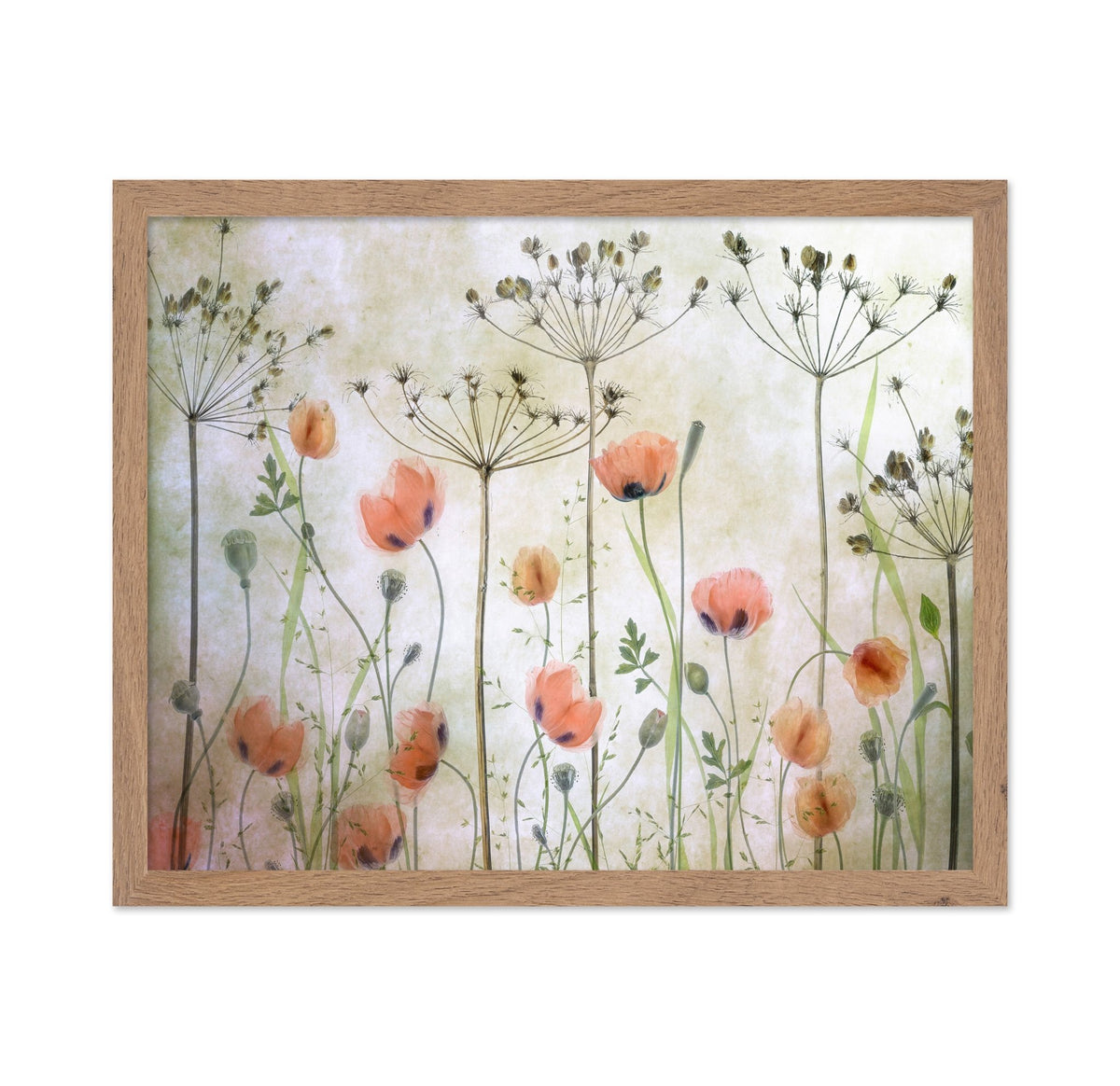 Soft Poppy Meadow