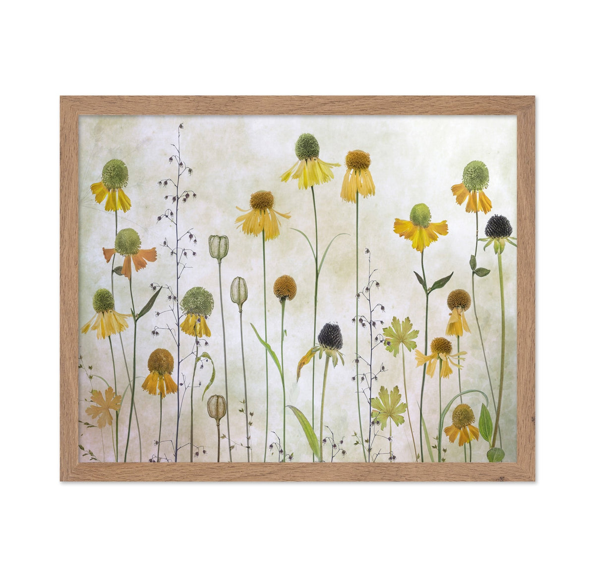Yellow Helenium Garden