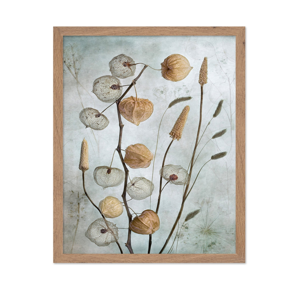 Dried Lantern Pods