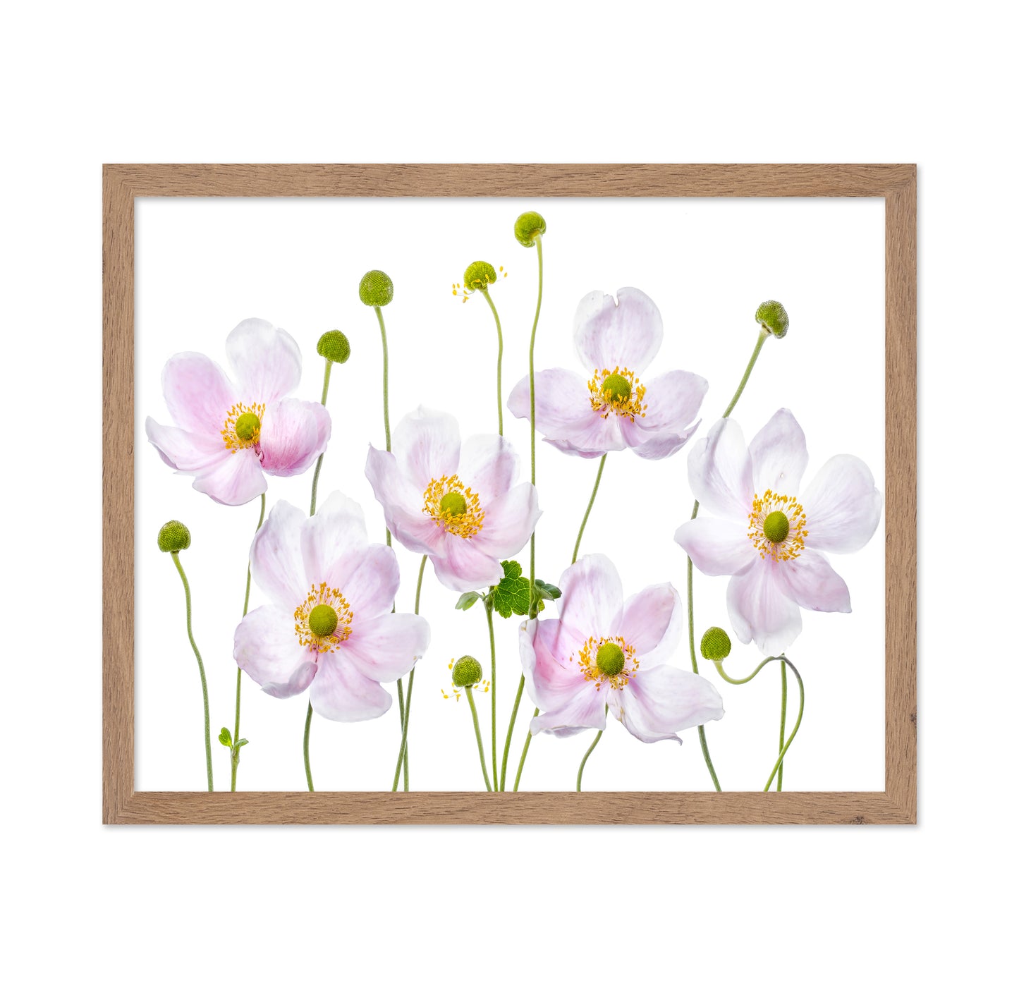 Pink Anemone Flowers