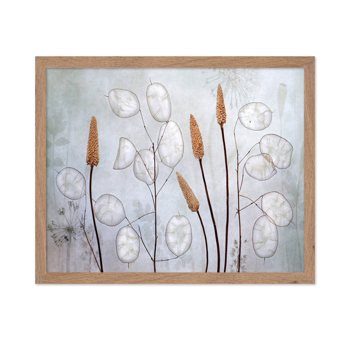 Silver Lunaria Stems