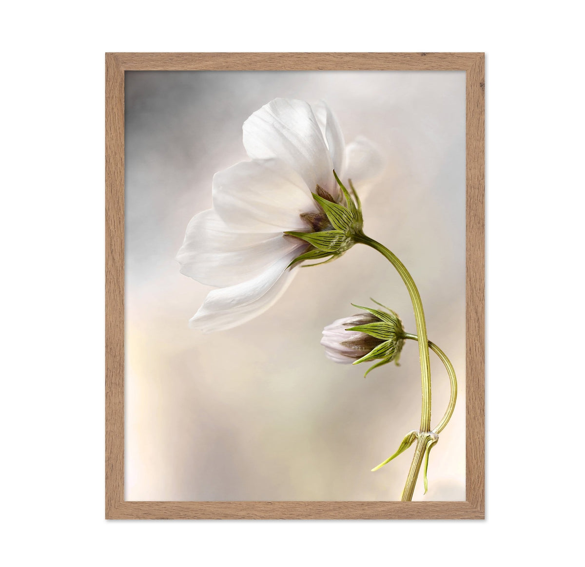 White Cosmos Flower