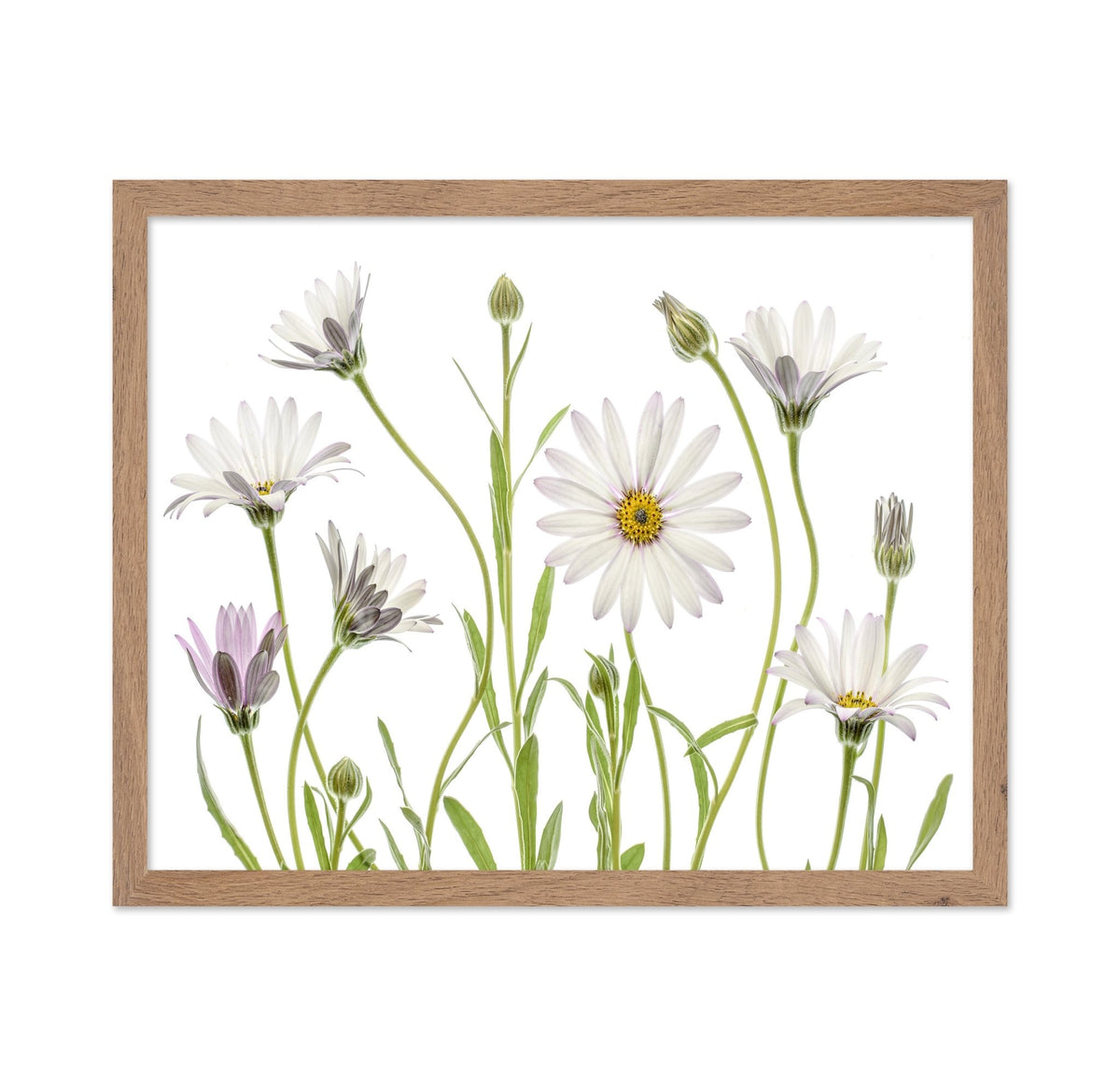 White Cape Daisies