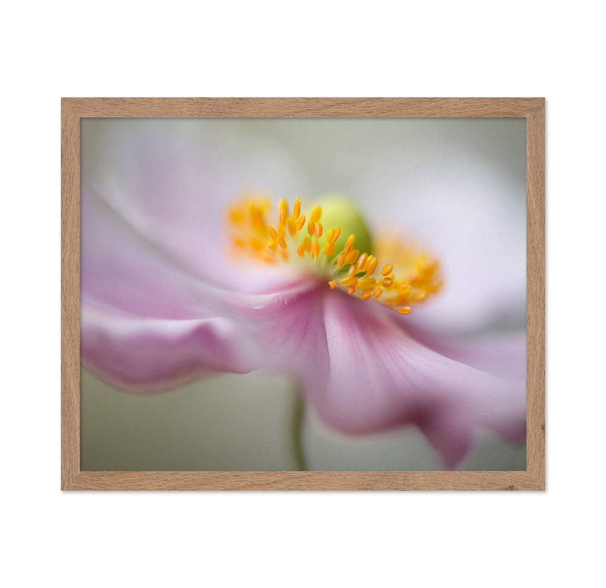 Dreamy Flower Macro