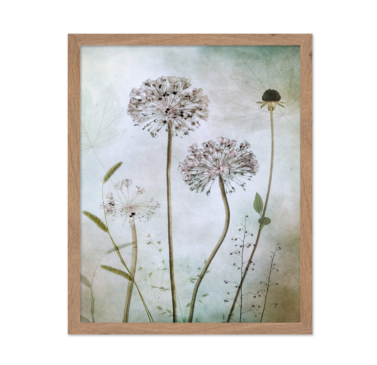Allium Botanical Study