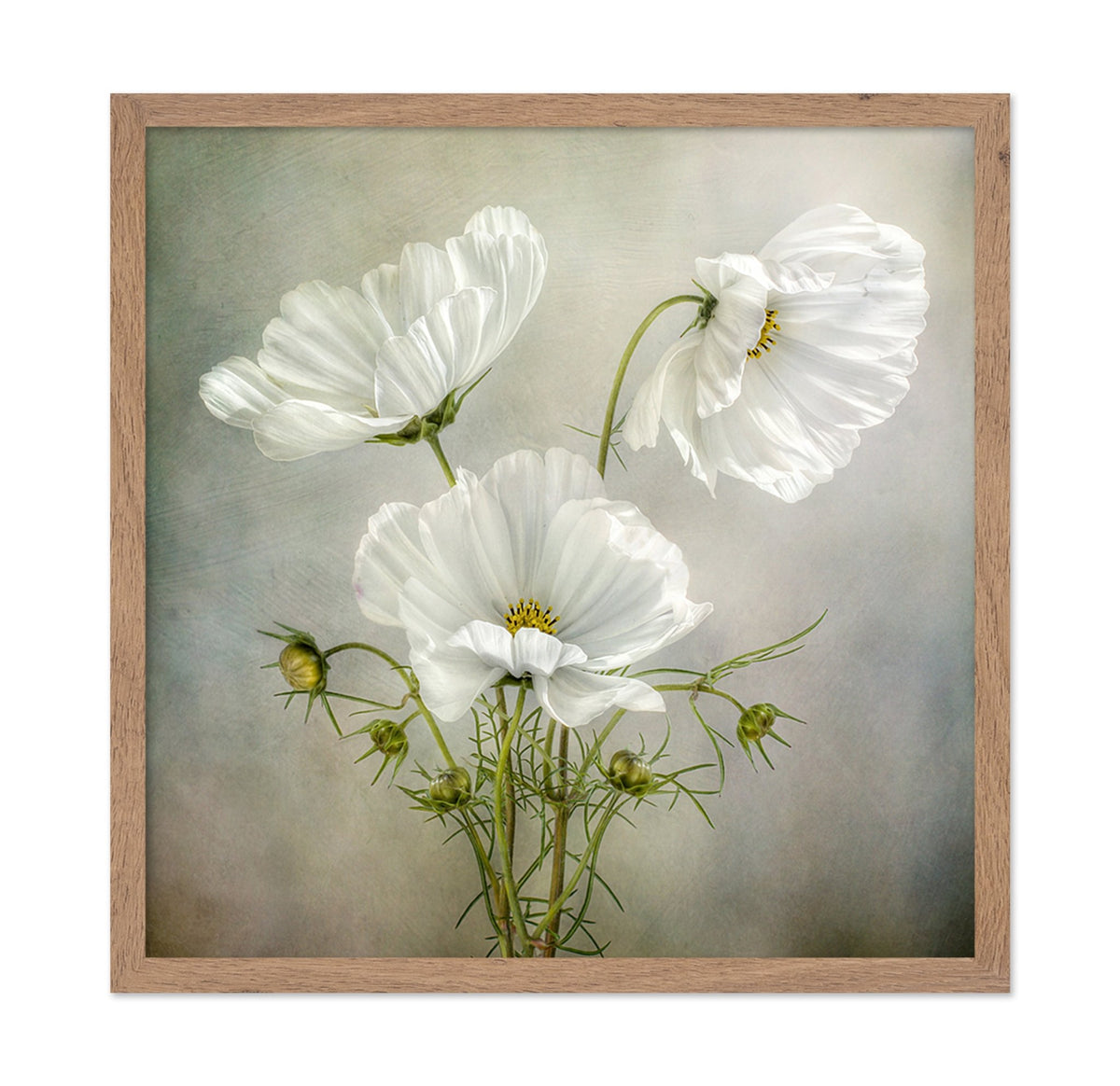 White Cosmos Flowers