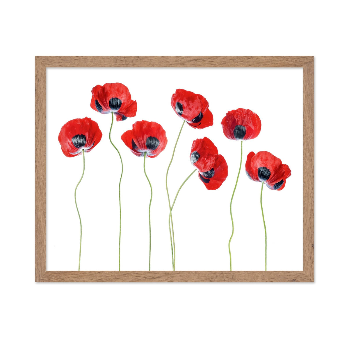 Red Ladybird Poppies