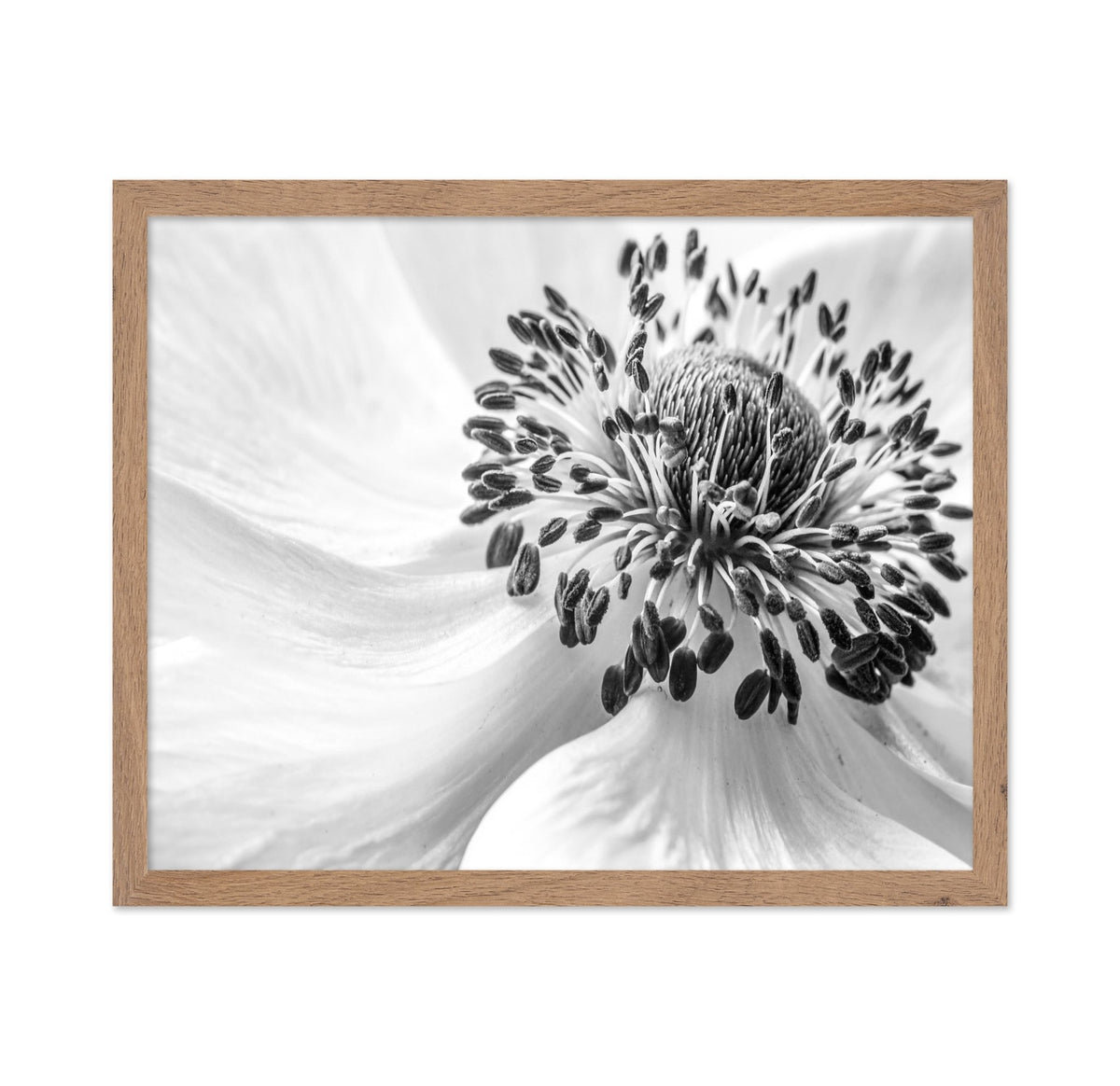 Black and White Anemone
