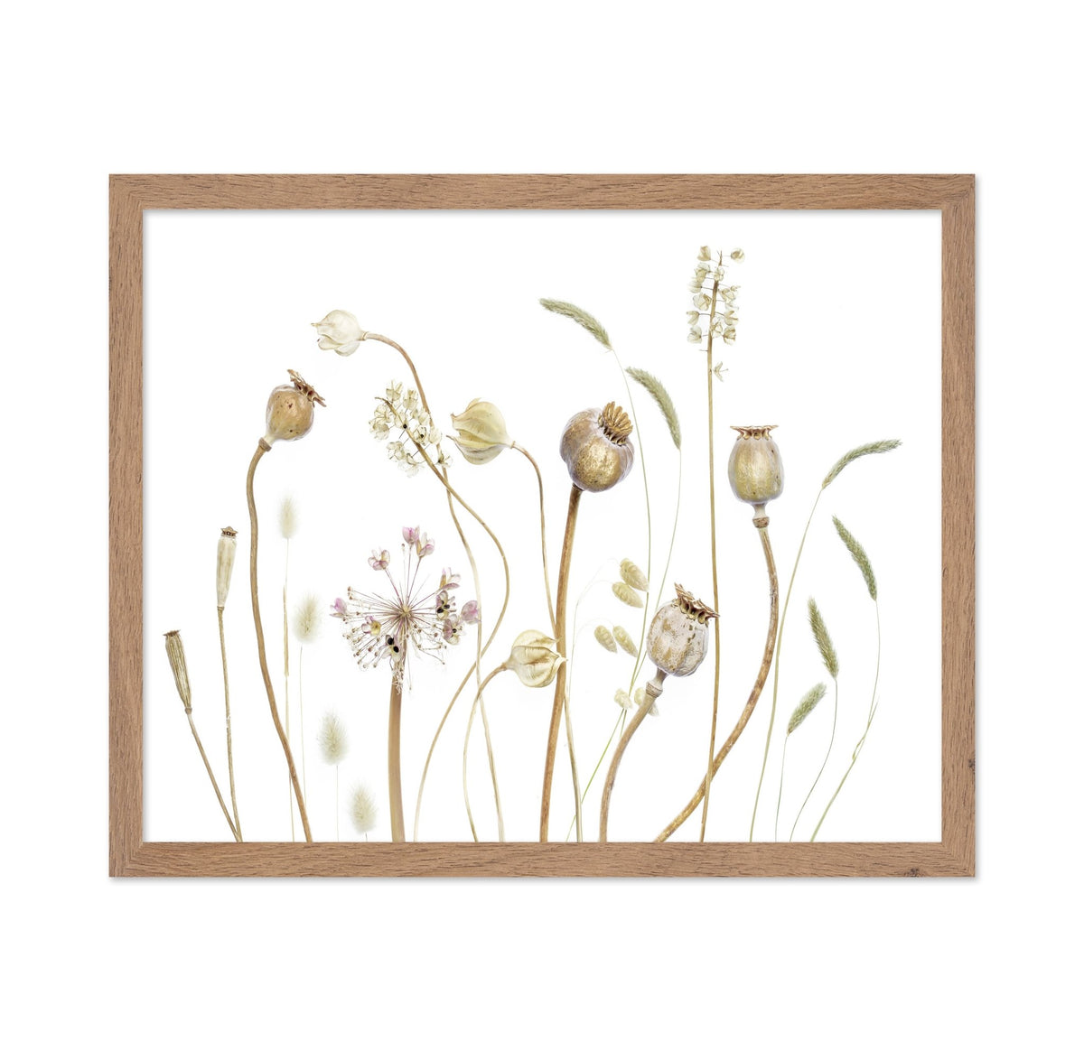 Botanical Seed Pods