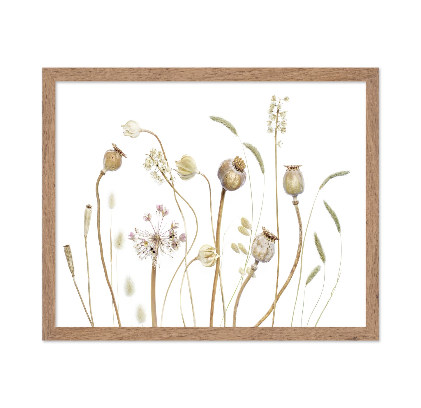 Botanical Seed Pods