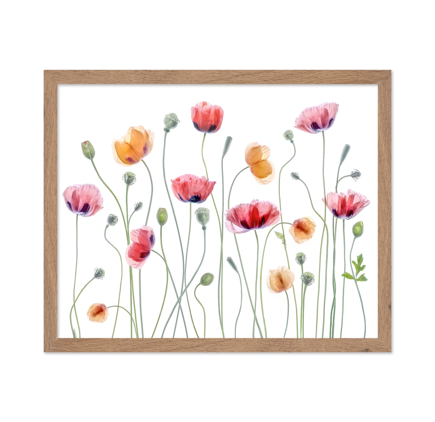 Colorful Papaver Poppies