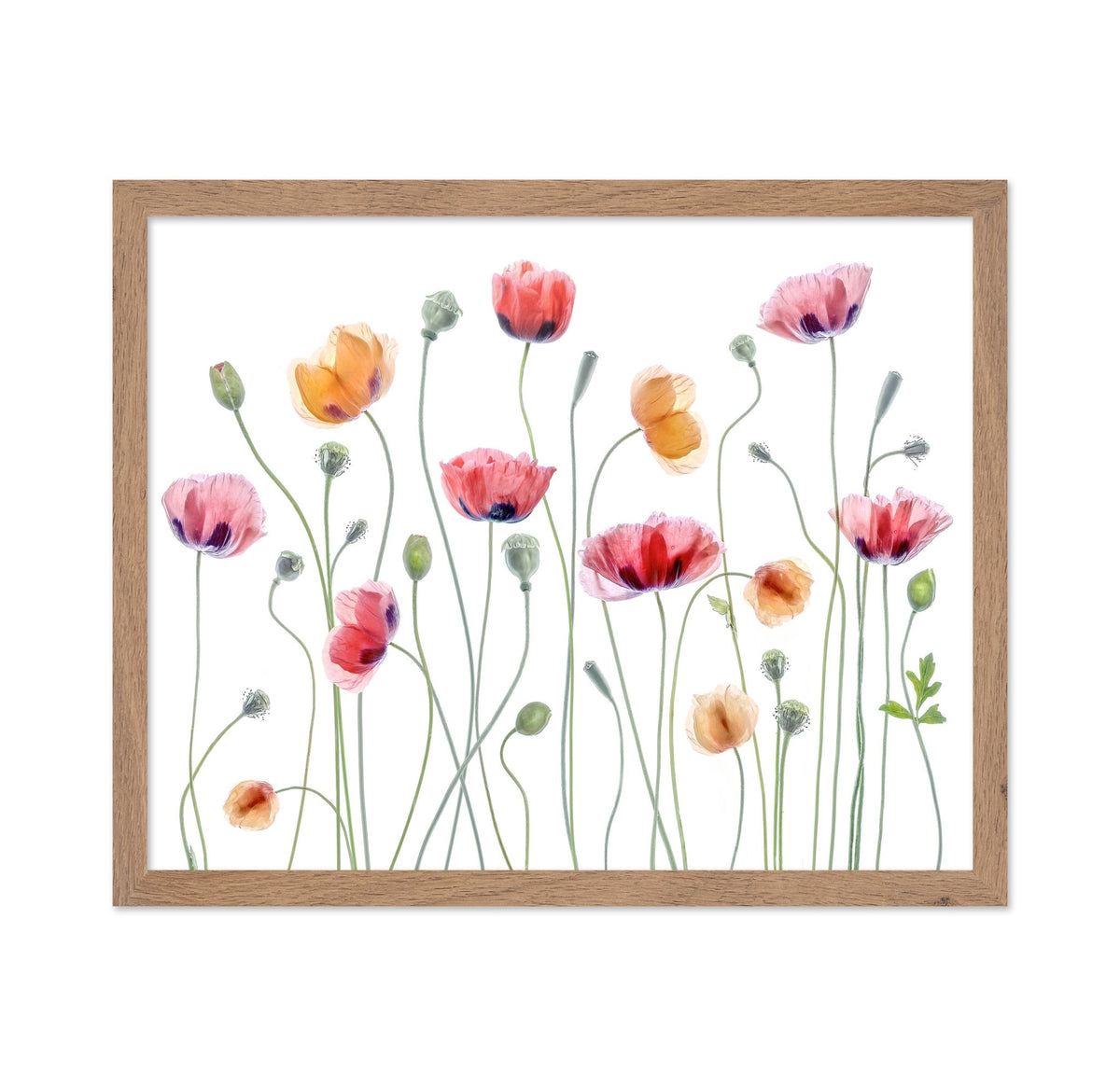Colorful Papaver Poppies