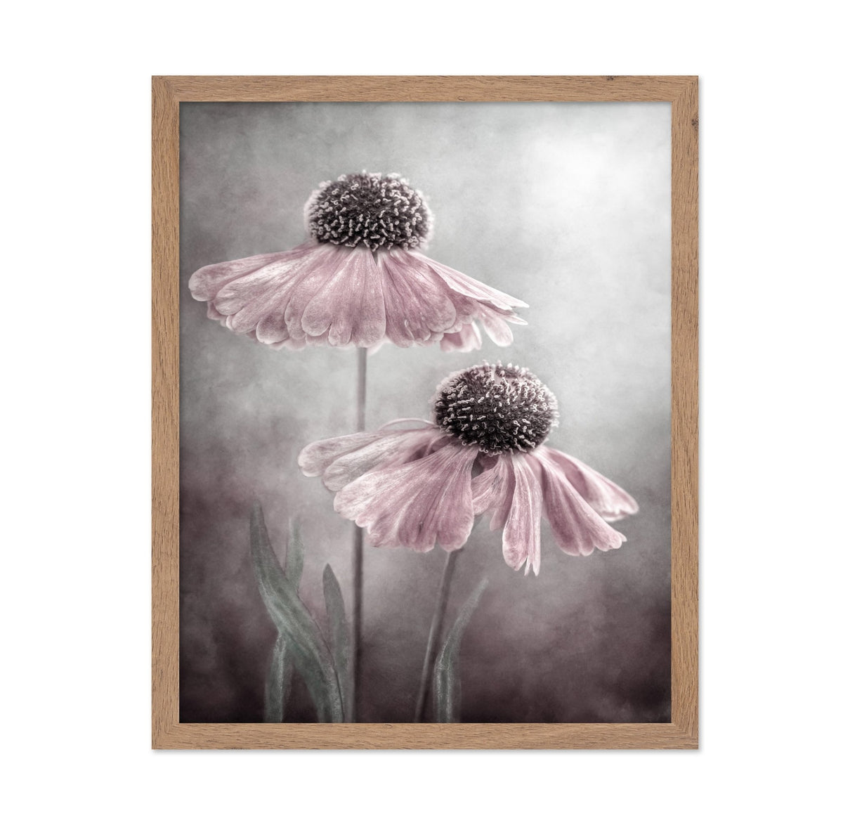 Pink Coneflower Duet