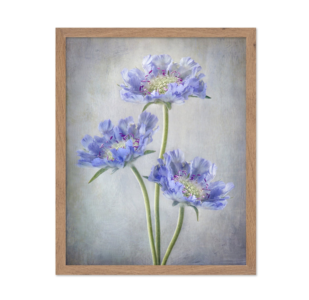 Blue Scabiosa Flowers