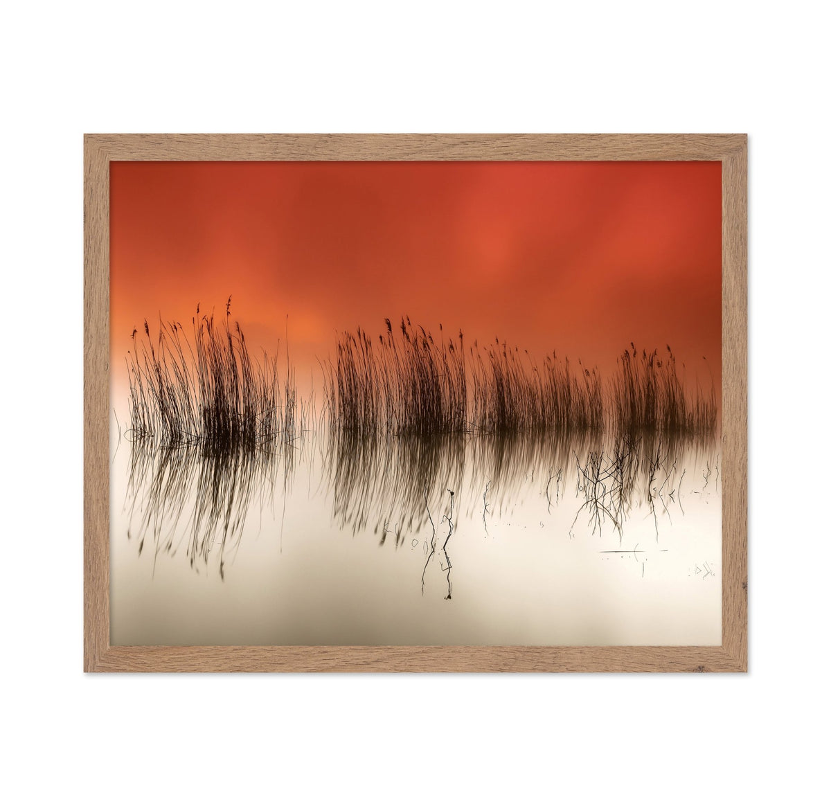 Sunset Lake Reeds