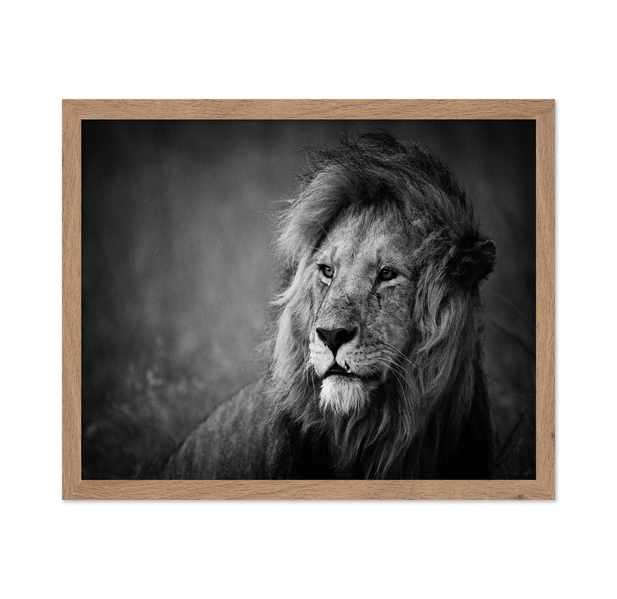 Majestic Lion Portrait