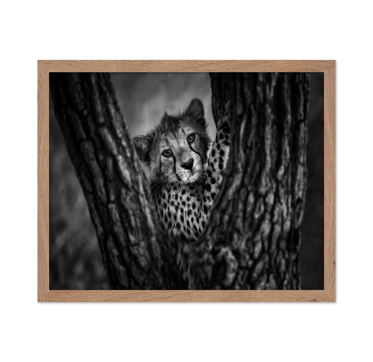 Cheetah Cub In Tree
