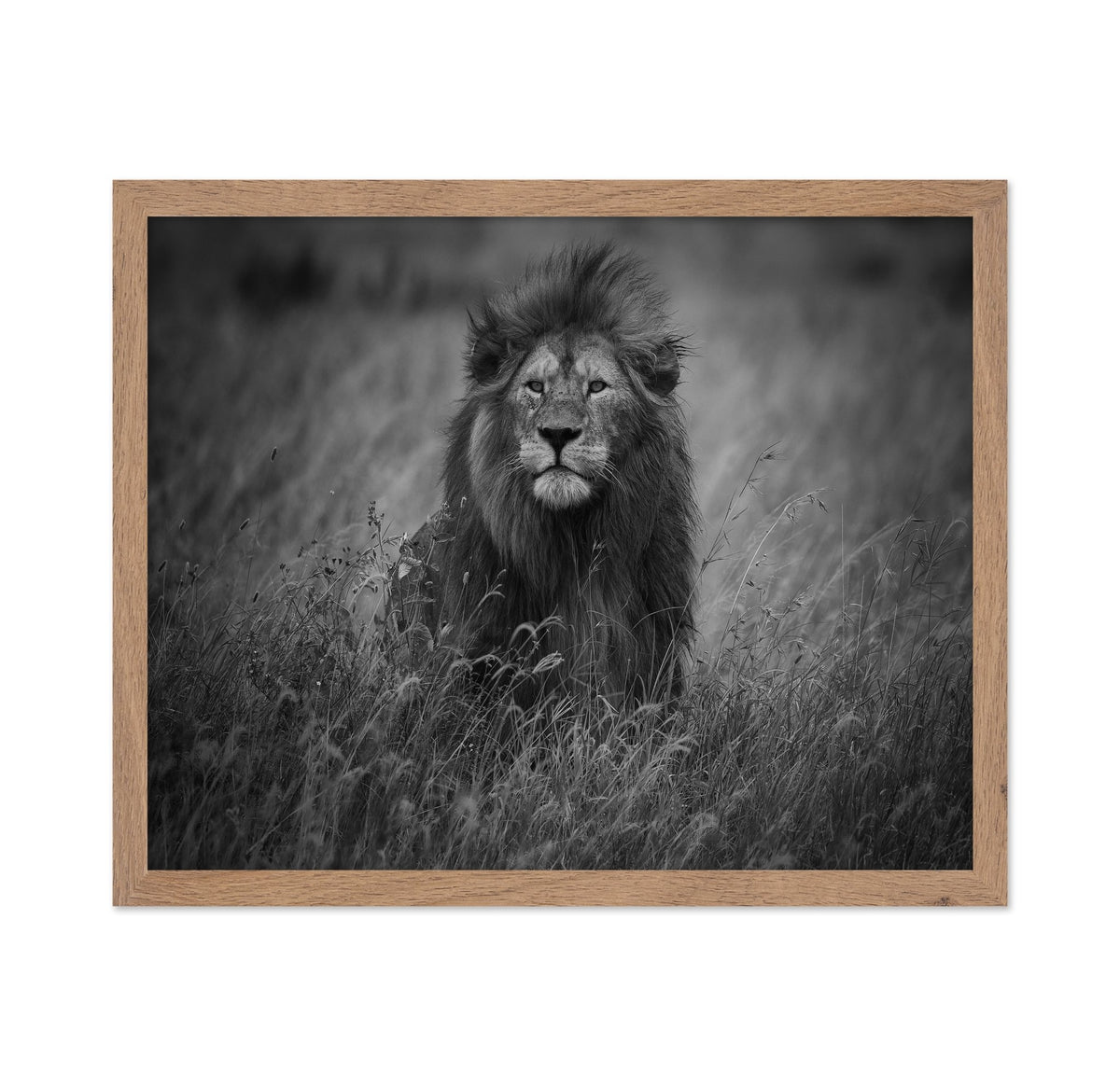 Lion In Tall Grass