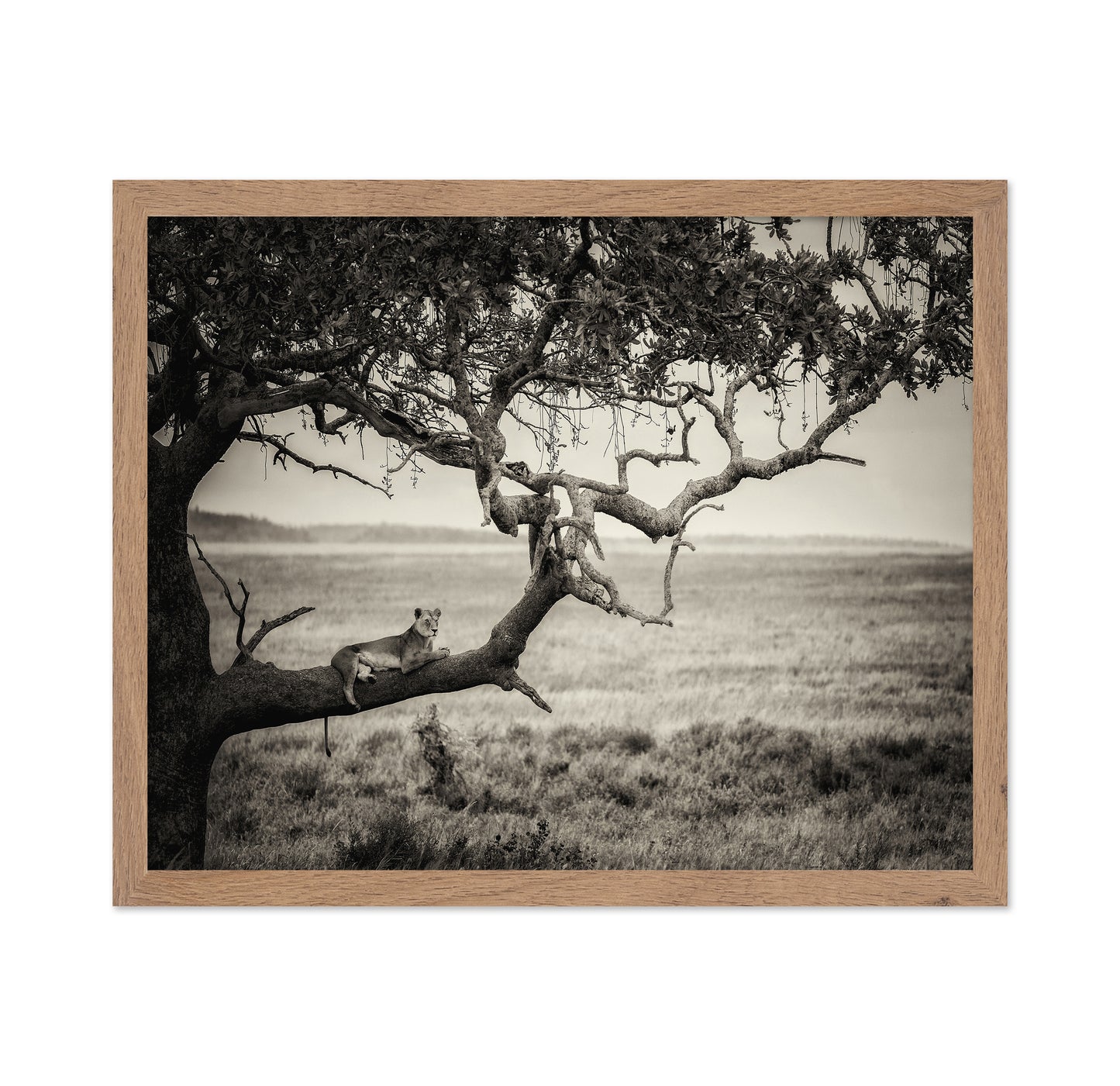Lioness On Tree Branch