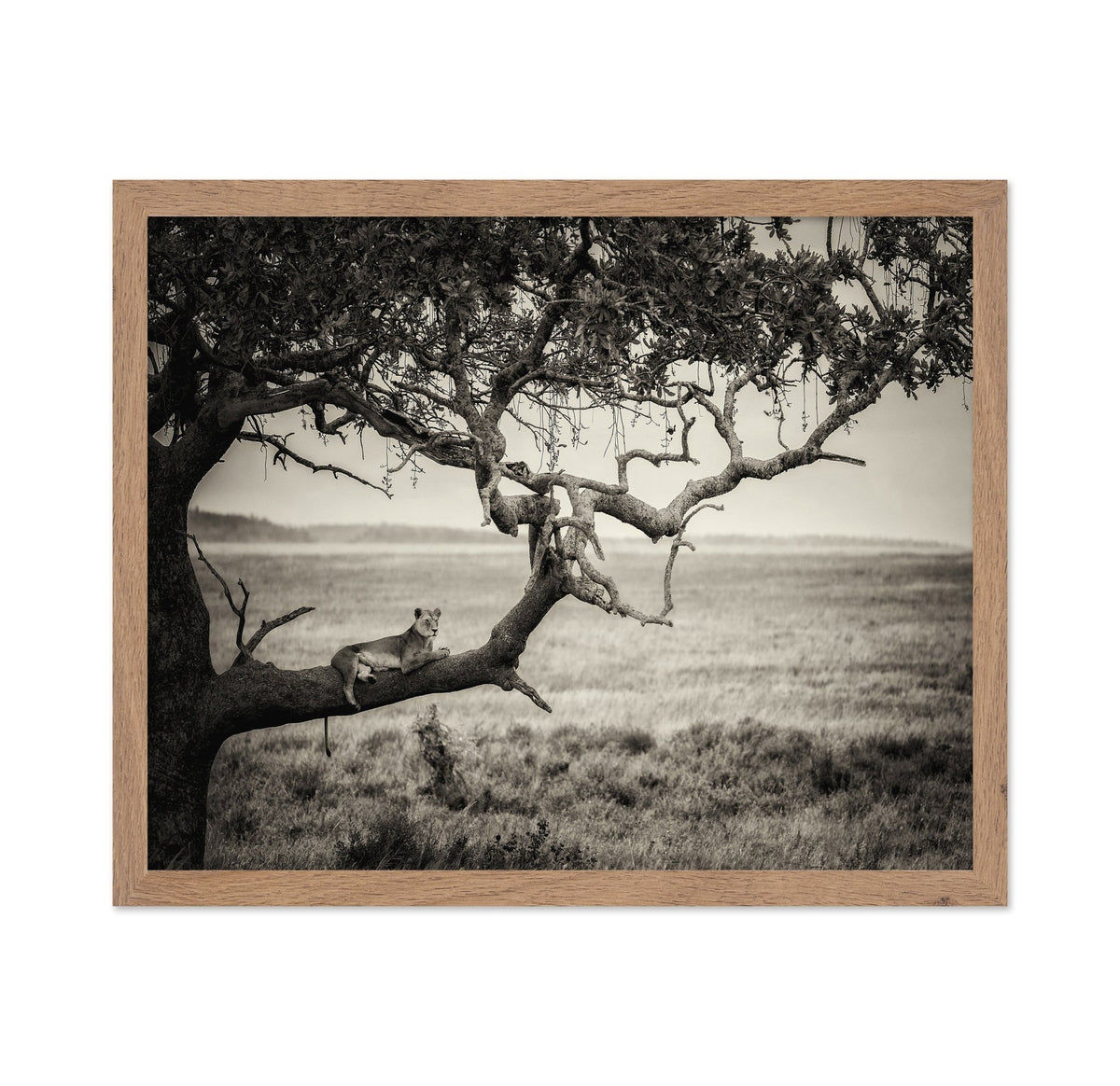 Lioness On Tree Branch