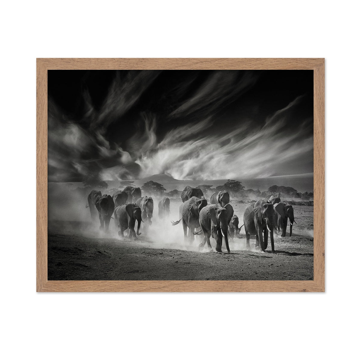 Elephant Herd In Dust