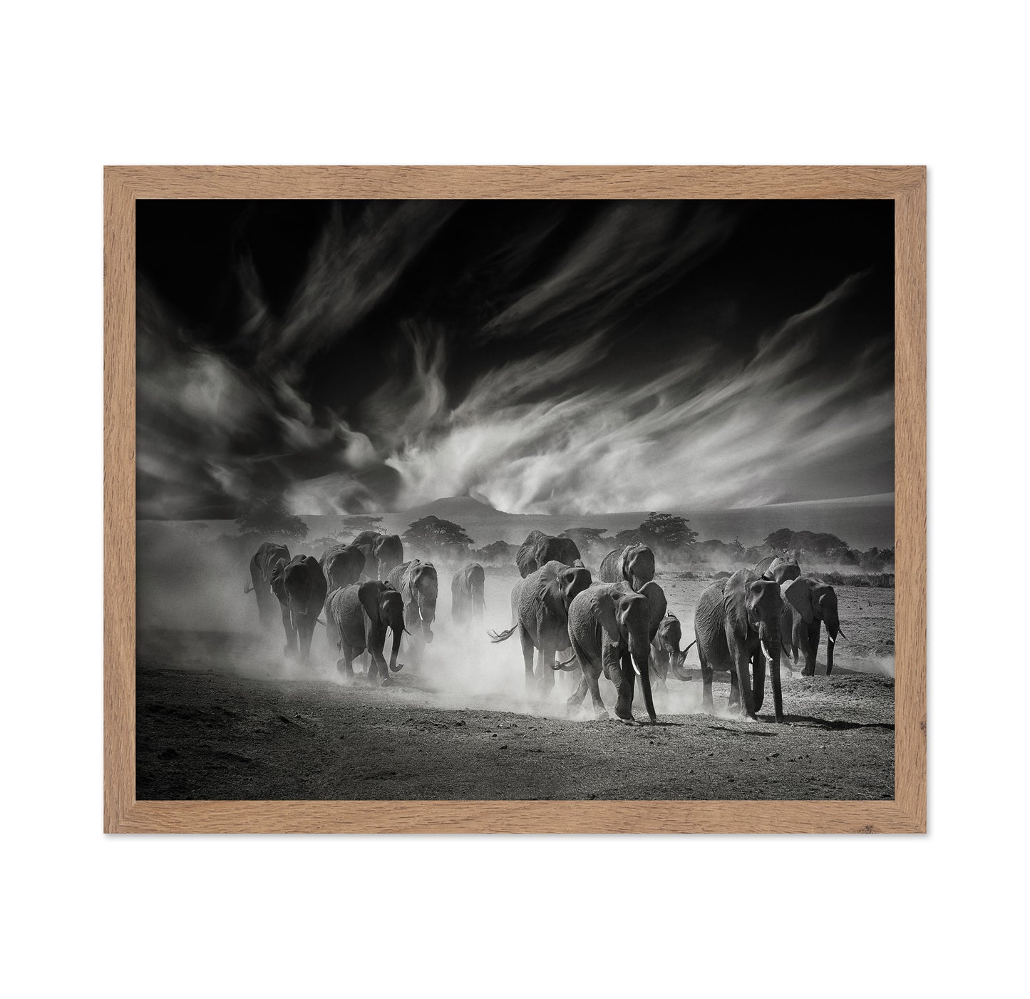 Elephant Herd In Dust