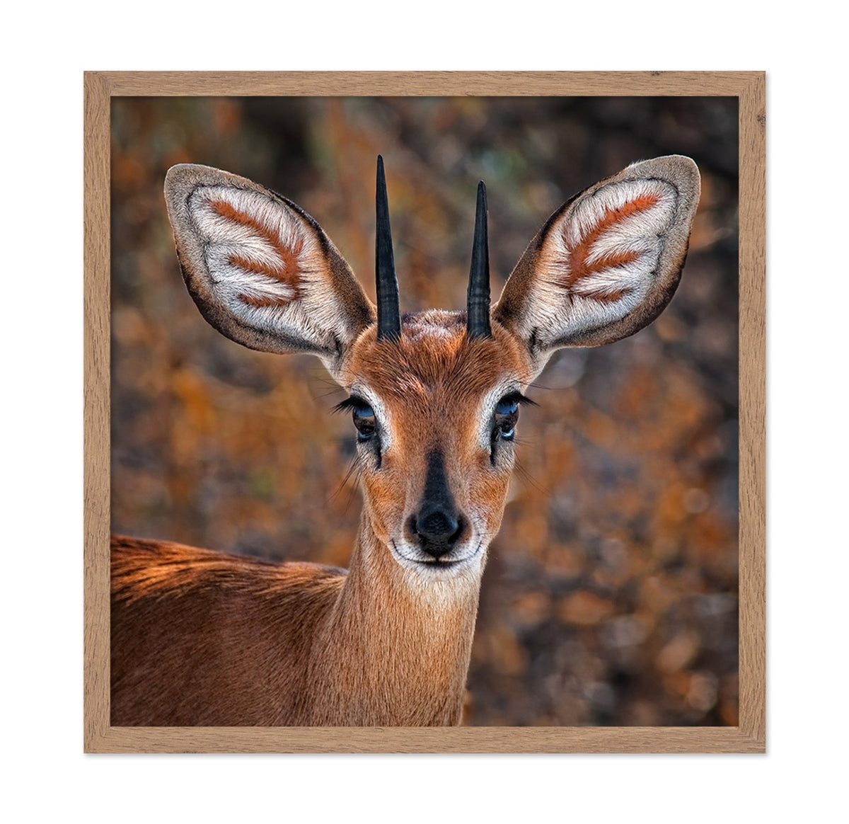 Young Antelope Portrait