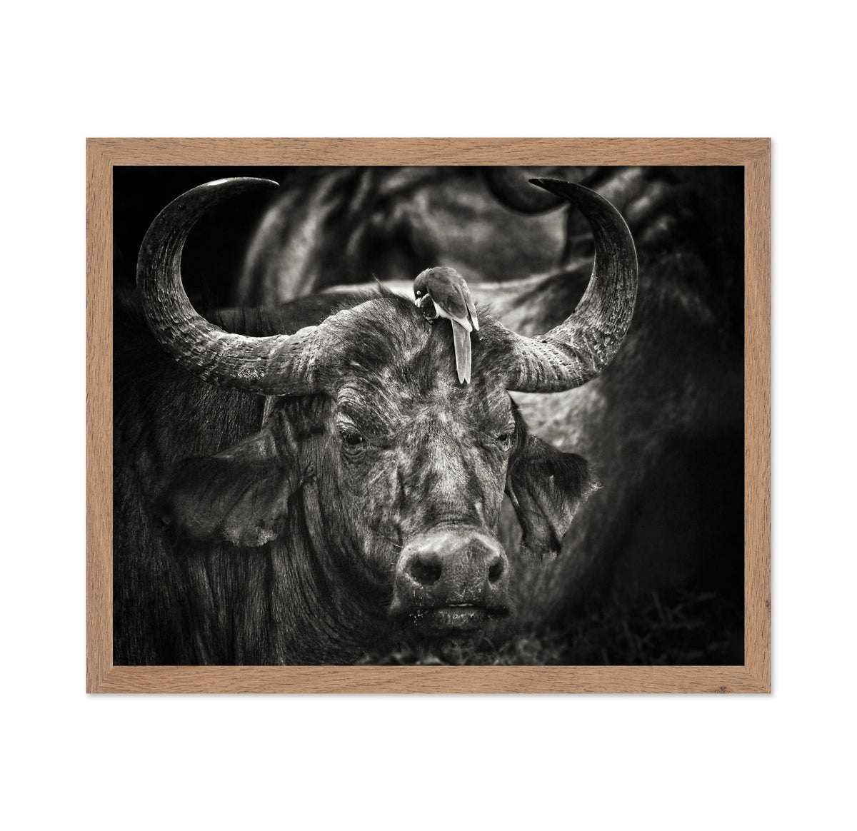 Buffalo With Oxpecker