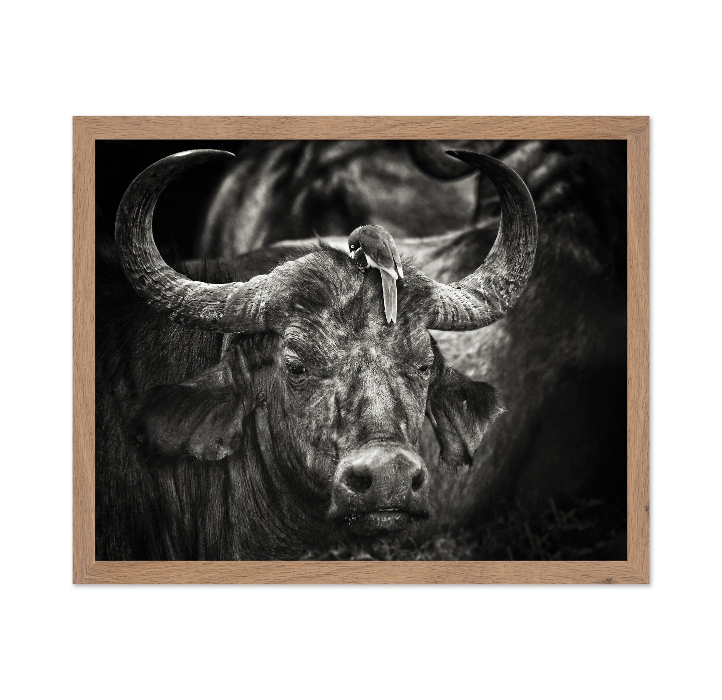 Buffalo With Oxpecker