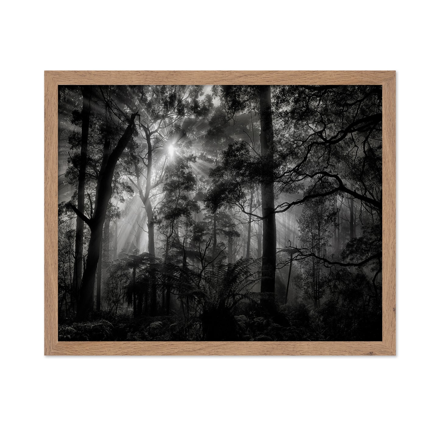 Forest Light Rays No1