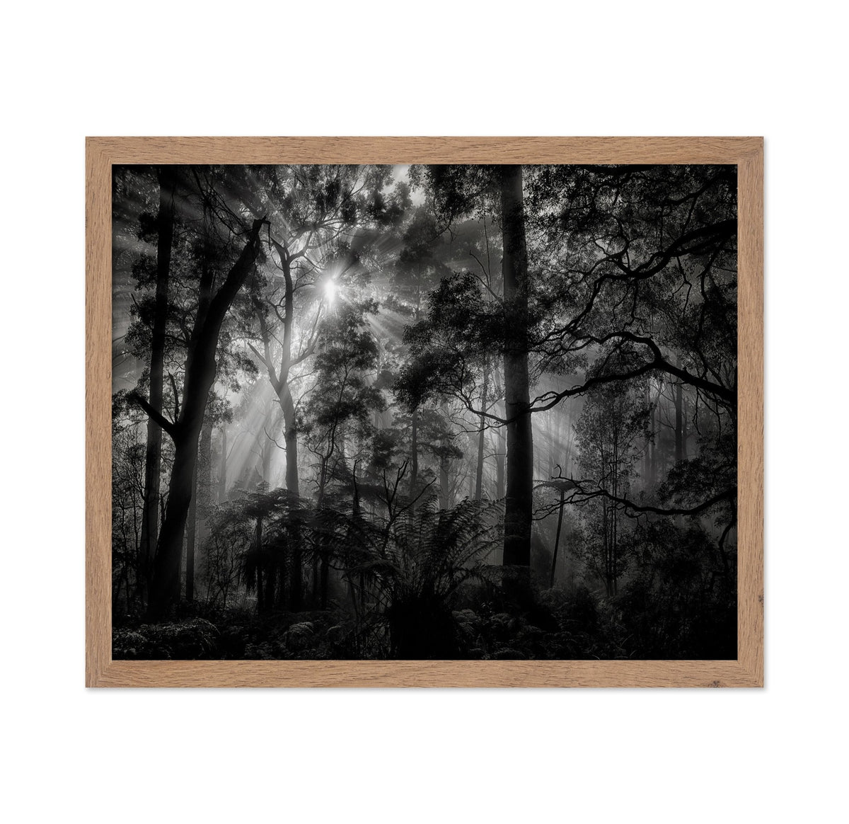 Forest Light Rays No1