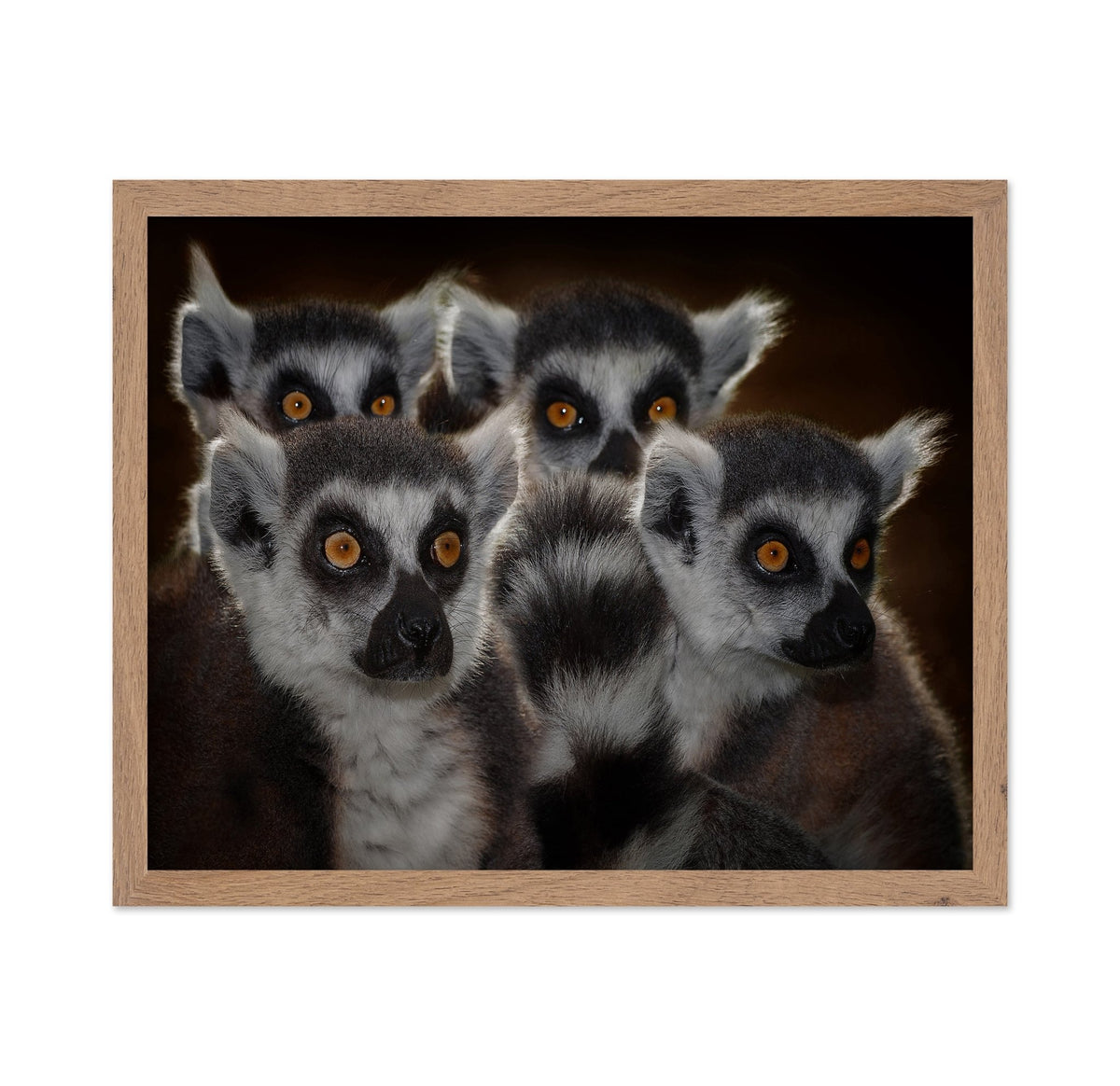 Lemur Group Portrait