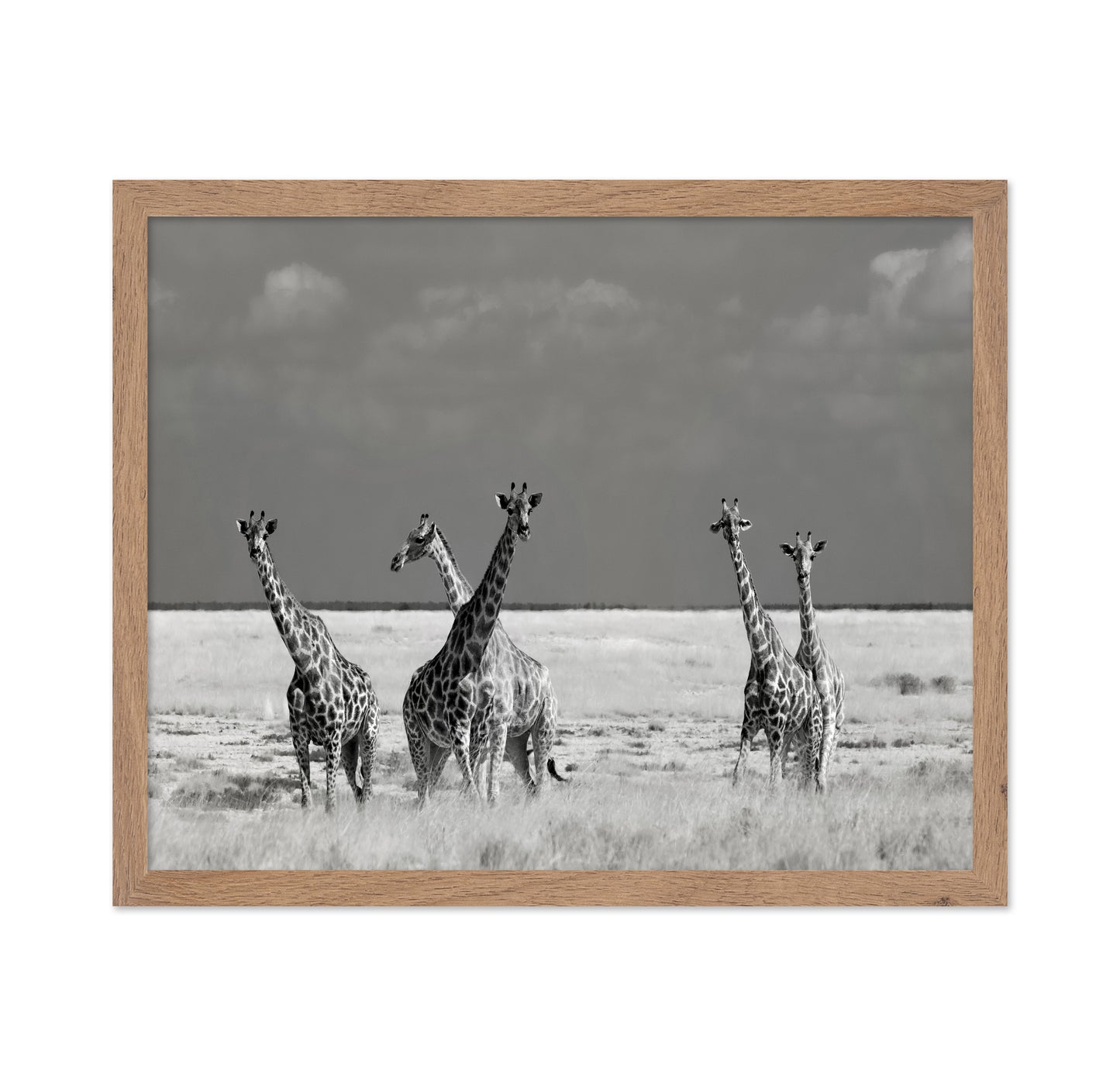 Giraffes On The Plains